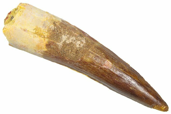 Fossil Spinosaurus Tooth - Real Dinosaur Tooth #361271